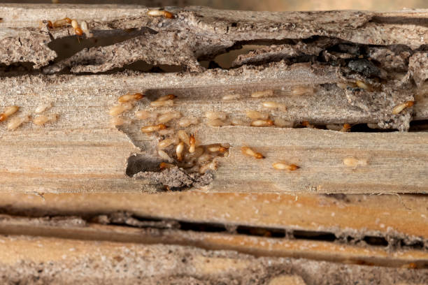 Best Residential Pest Control  in Bound Brook, NJ